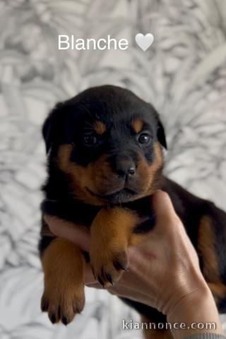 À partir chiot rottweiler mâle adorable 