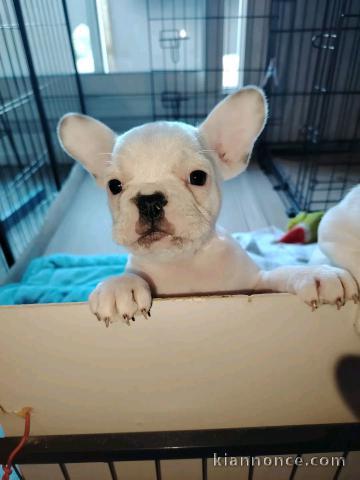 Chiot type bouledogue français 