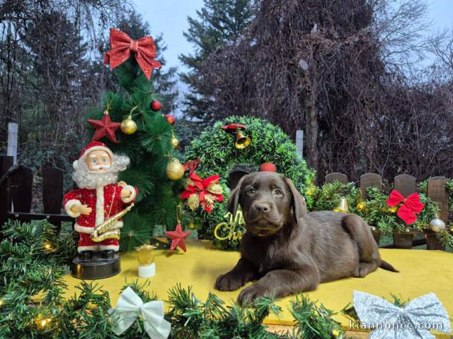 Chiots Labrador Retriever chocolat