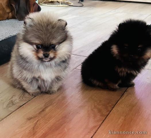 Adorable chiot spitz allemand à vendre 