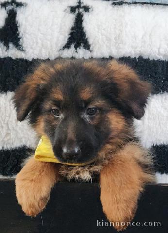 Chiot berger allemand lof à donner 