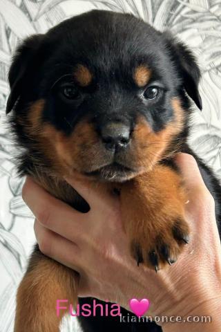 Chiot rottweiler à donner 