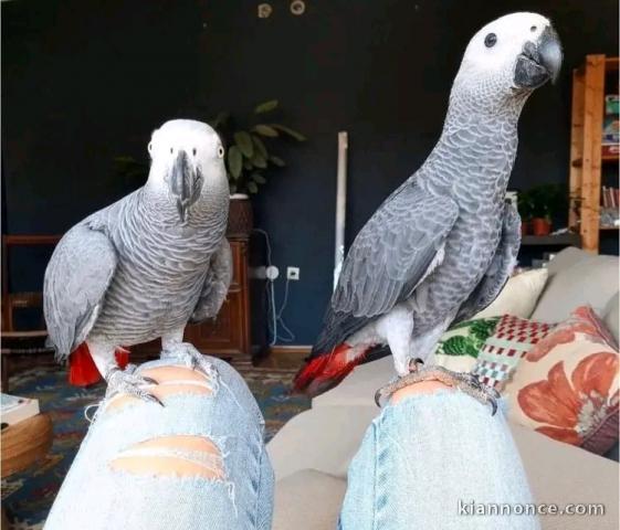 Couplé perroquet gris du Gabon 