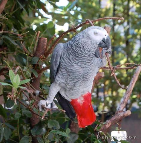 Très beau perroquet gris du Gabon 