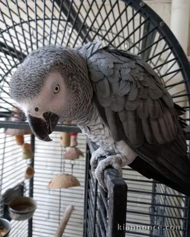 Couplé perroquet gris du Gabon à donner 