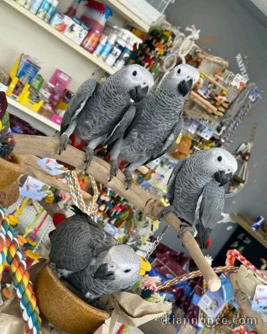 Bébé perroquet gris du Gabon mâle et femelle 