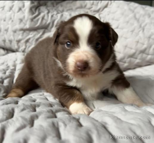 Dons chiot berger australien disponible 