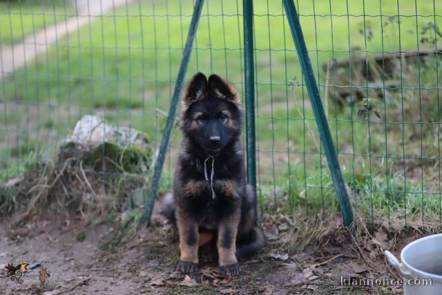 adorable chiot berger allemand disponible 