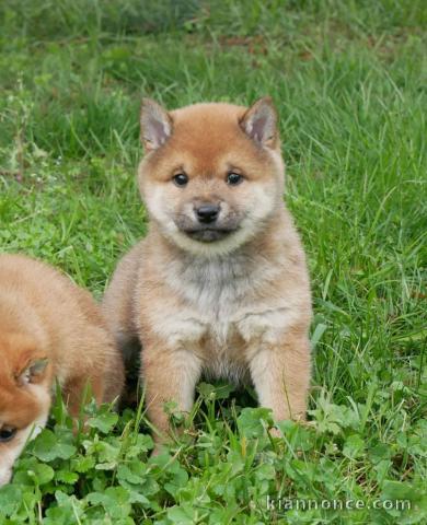 adorable chiot Shiba inu a donner 