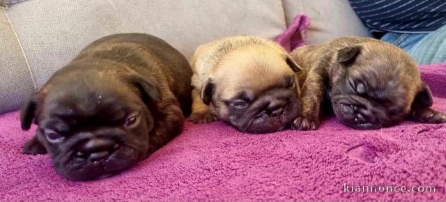 annonce chiot bouledogue français disponible 