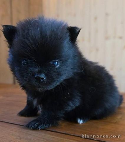 adorable chiot spitz nain Poméranie 