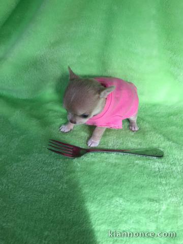 chiot type chihuahua femelle a donner 