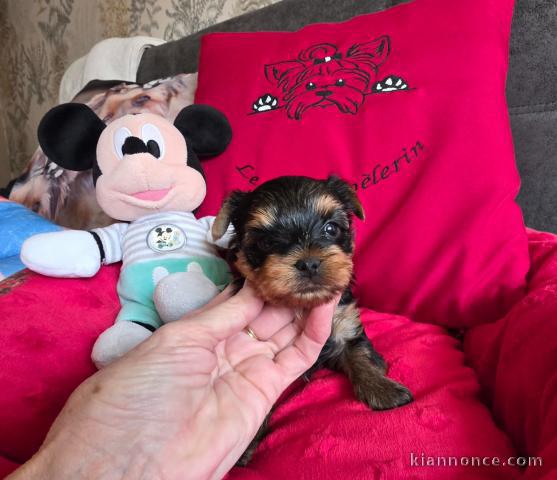 je donne chiot Yorkshire femelle 