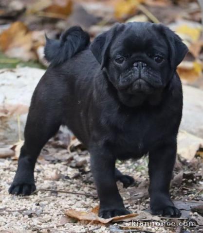 bébé chiot carlin disponible 