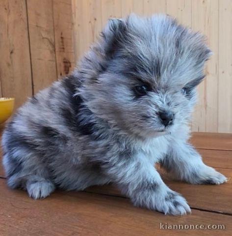 chiot spitz nain pour compagnie 