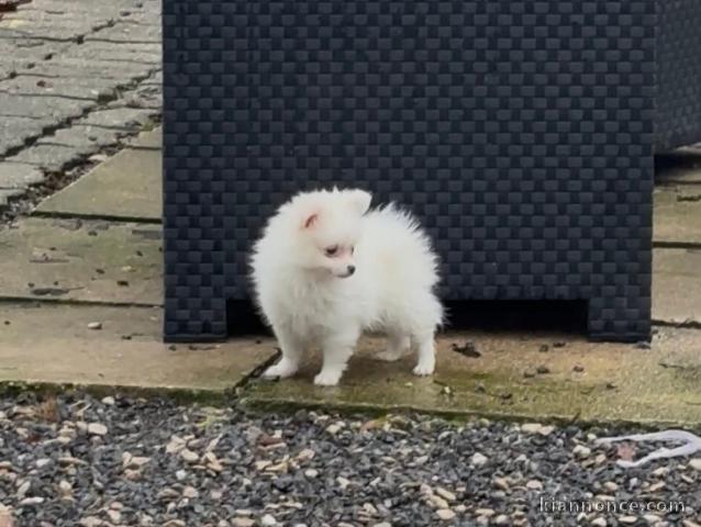 adorable chiot spitz nain disponible 