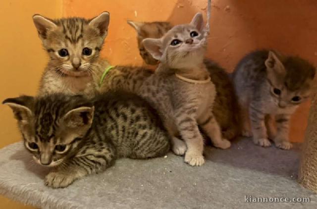 adorable chaton Savannah disponible 