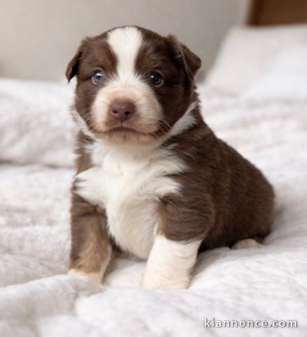 Magnifique chiot berger australien disponible 