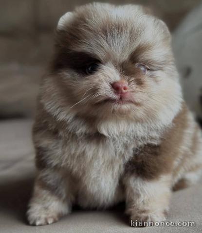 Adorable chiot spitz nain femelle pour adoption 