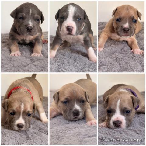 Magnifique chiot staffie disponible 