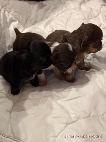 Magnifique chiot chihuahua femelle et mâle 