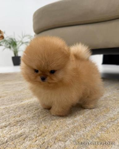 Chiot type spitz allemand à adopter 