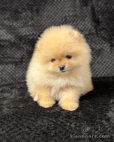 Je donne chiot Spitz allemand 