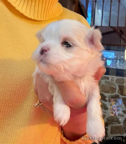 Je donne chiot bichon maltais disponible 