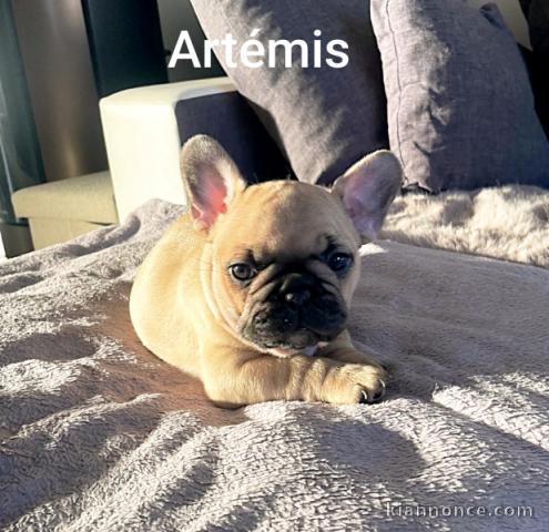Je donne chiot bouledogue français disponible 