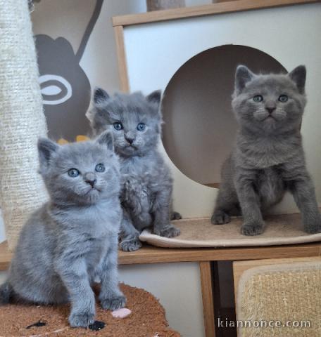 Adorable chaton châtreux disponible pour adoption 