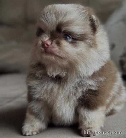 Chiot spitz nain femelle pour adoption 