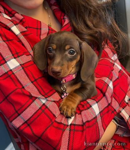 Je donne chiot teckel 