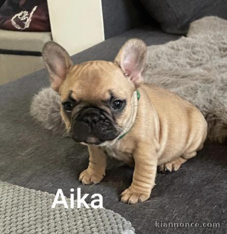 Magnifique chiot bouledogue français disponible 