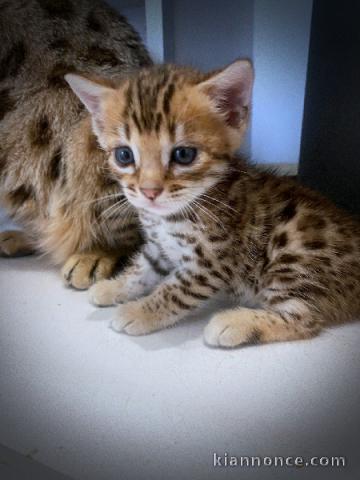 à partir chaton Bengal disponible 
