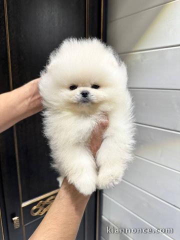Magnifique chiot spitz nain Poméranie 