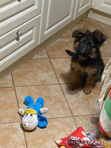 Je vends mon chiot berger allemand 