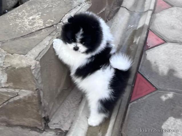 chiot spitz nain adorable 