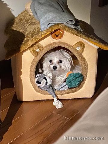 Magnifique chiot bichon maltais à vendre avec maison 