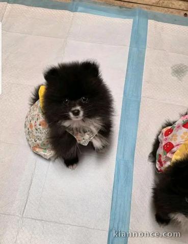 Magnifique chiot spitz nain à vendre 