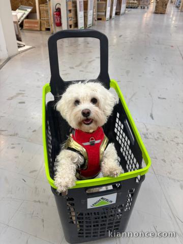 Bébé chiot bichon frisé femelle a donner 