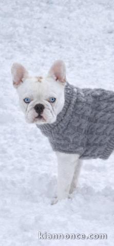 Bébé chiot bouledogue français à donner 