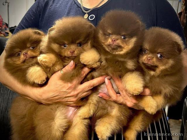 chiot spitz nain Poméranie à donner 