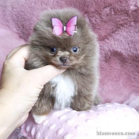 Magnifique chiot spitz nain 