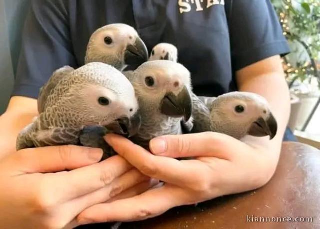 Adorable perroquet gris du Gabon 