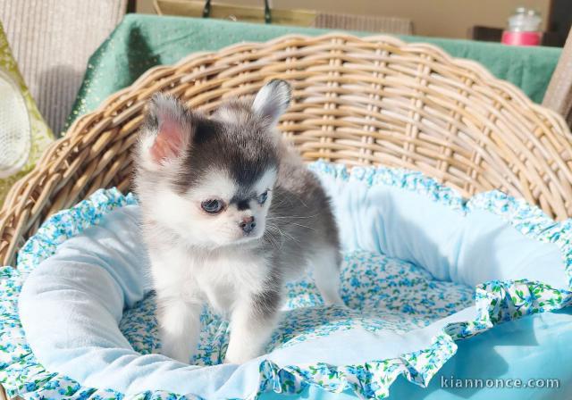 Magnifique chiot chihuahua femelle 