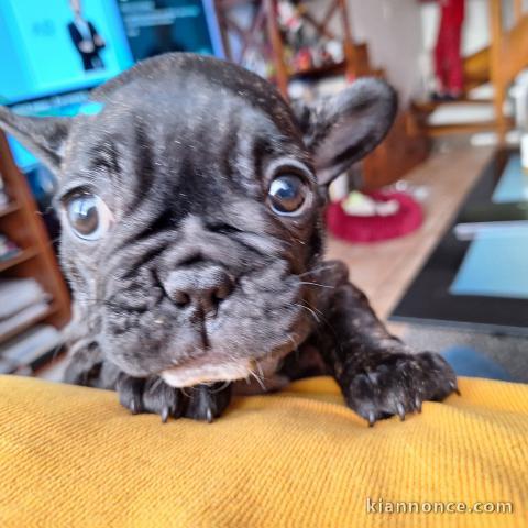 Magnifique chiot bouledogue français à donner 