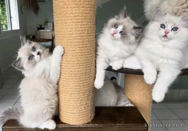 Chatons Ragdolls disponible à l\