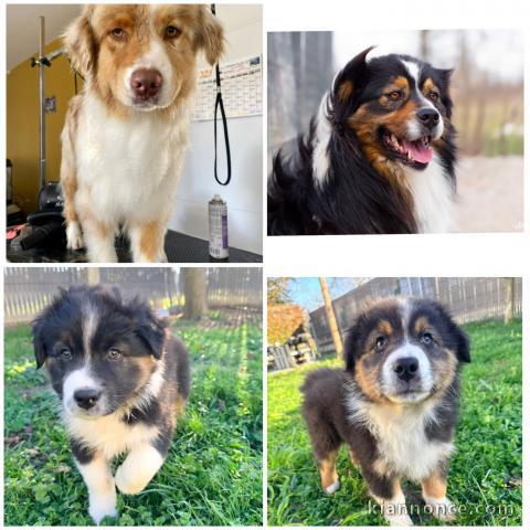 bébé chiot berger australien disponible 