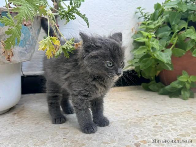 chaton bleu russe mâle a donner 