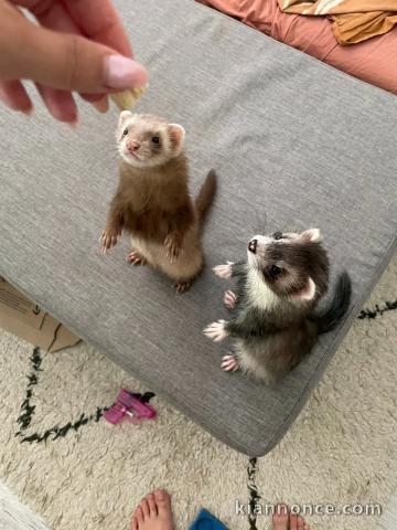 je donne furets mâle et femelle 